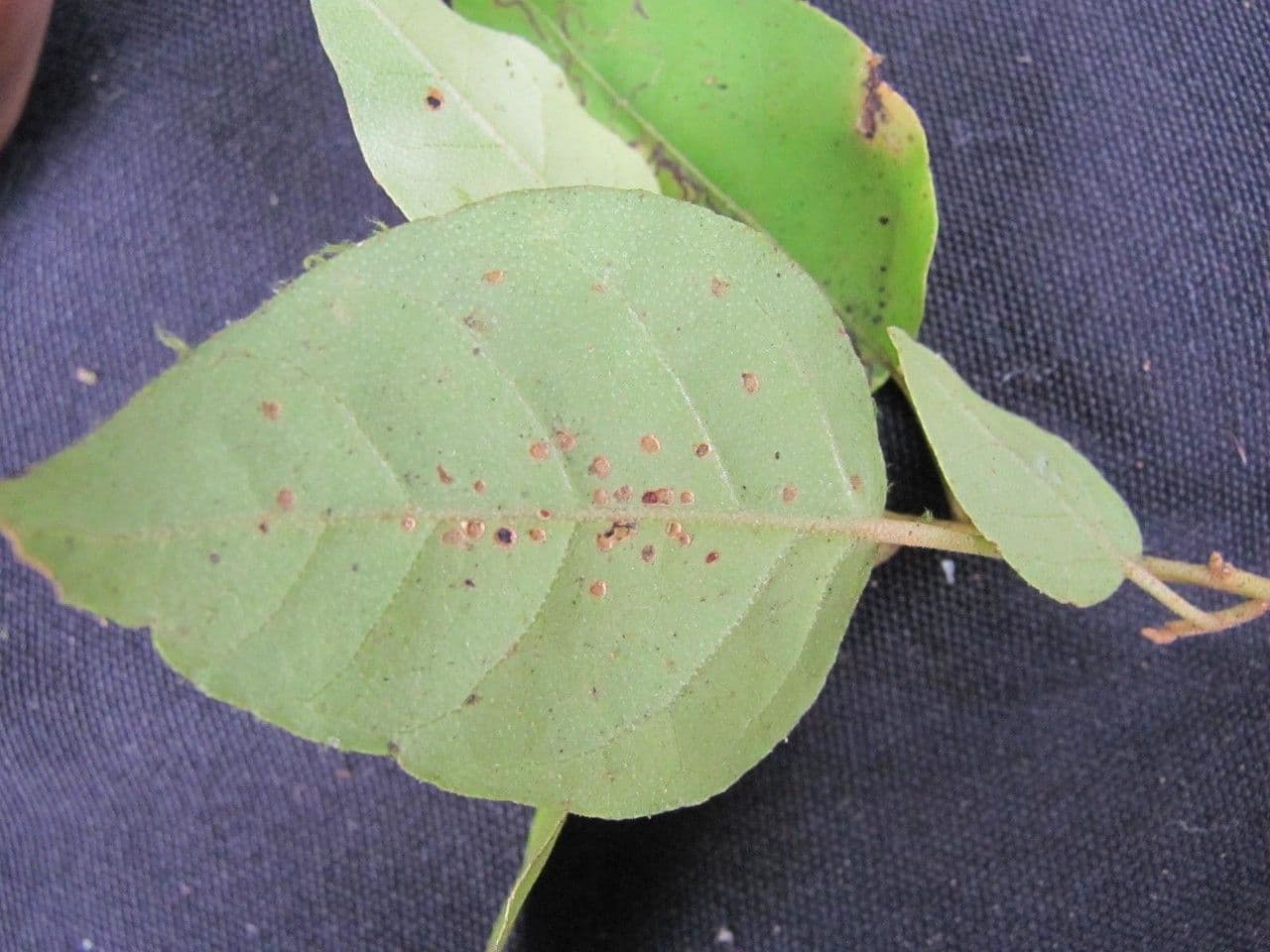 Croton 10