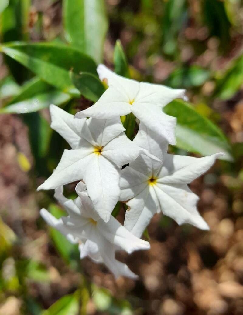 Ixorhea