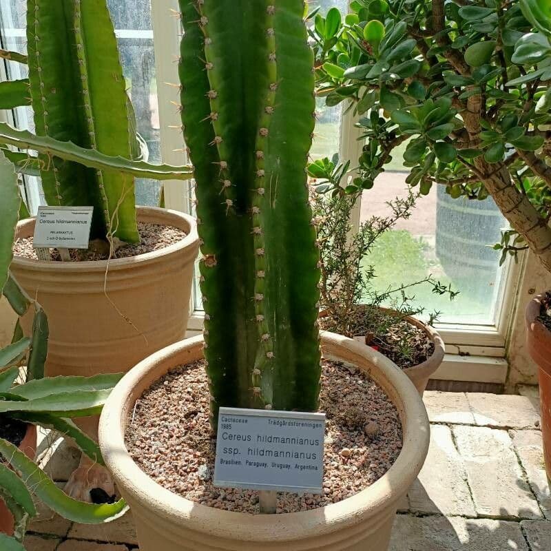 Cactus seto 12
