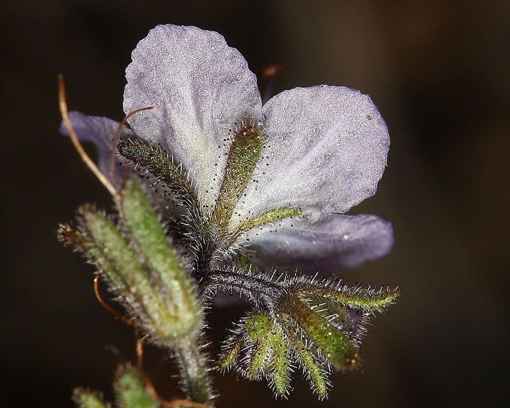 Pringles Phacelia 5
