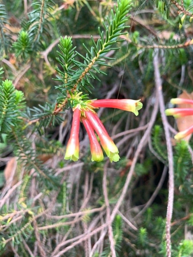 Erica multicolore 3