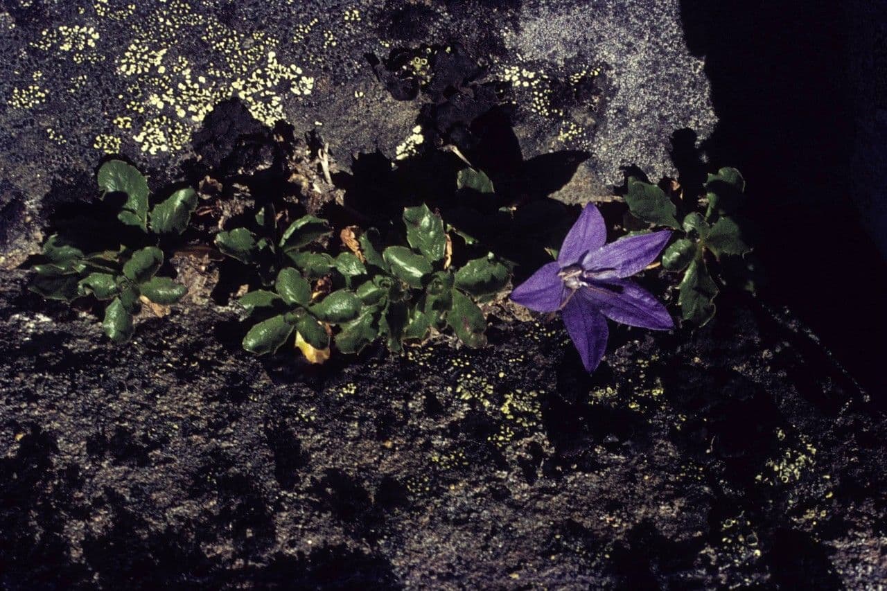 Campanula di Piper 3