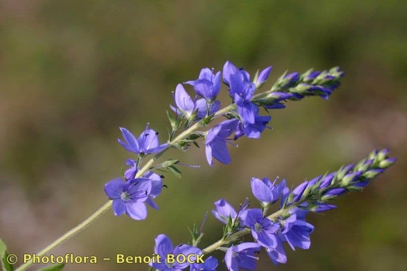 Veronica orsiniana 18