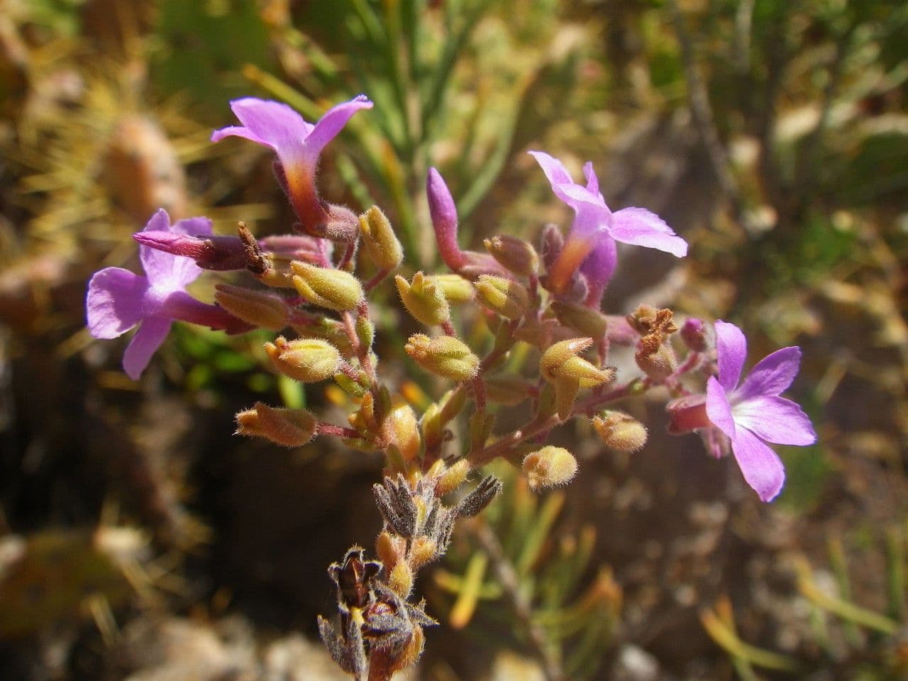 Campylanthus 3