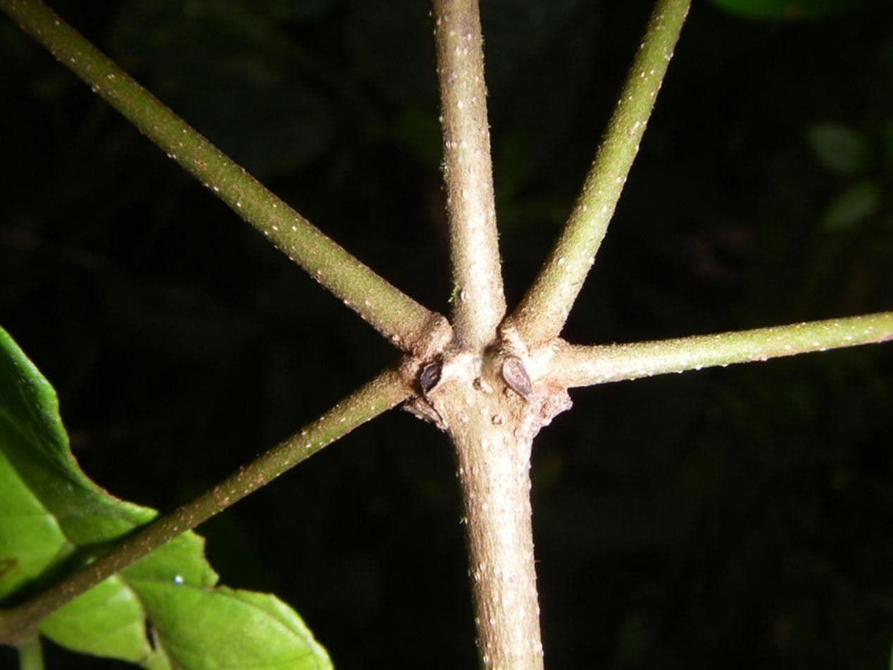 Heteropterys 21