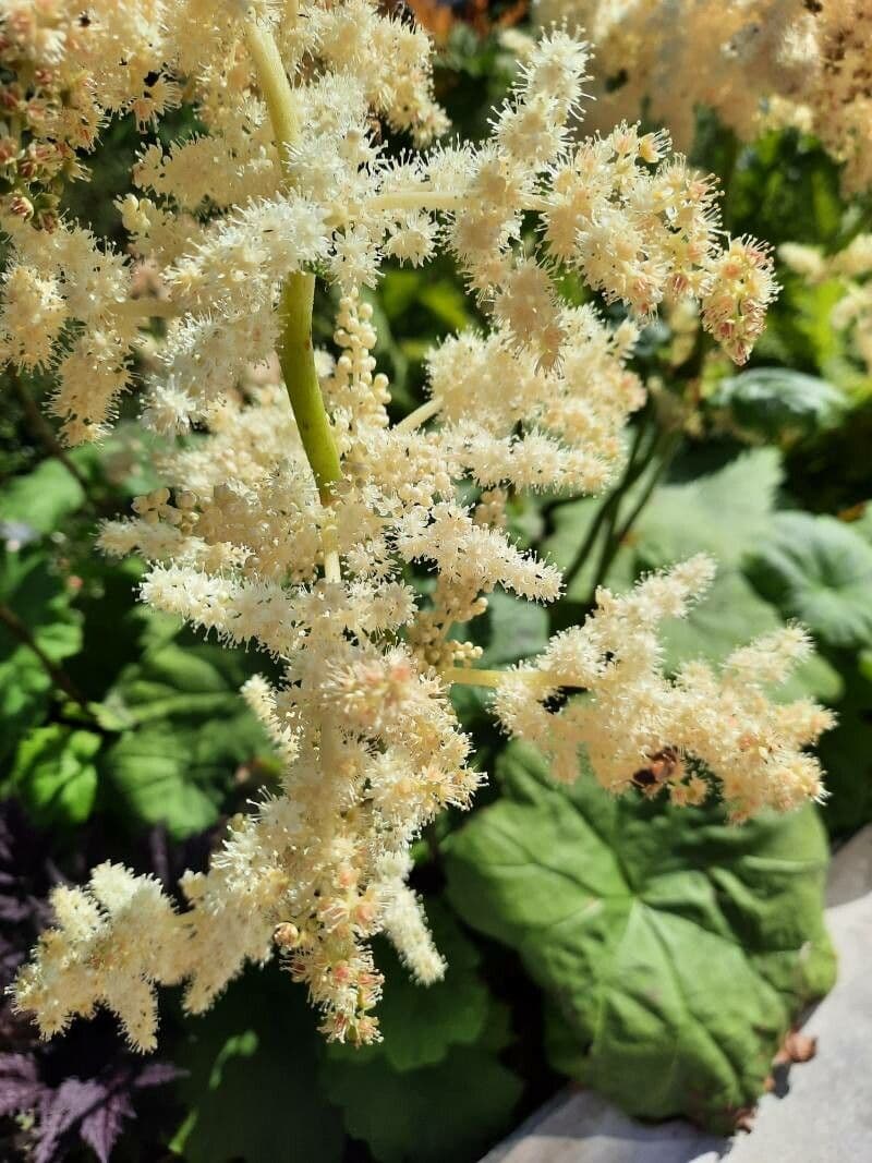 Astilboides 6