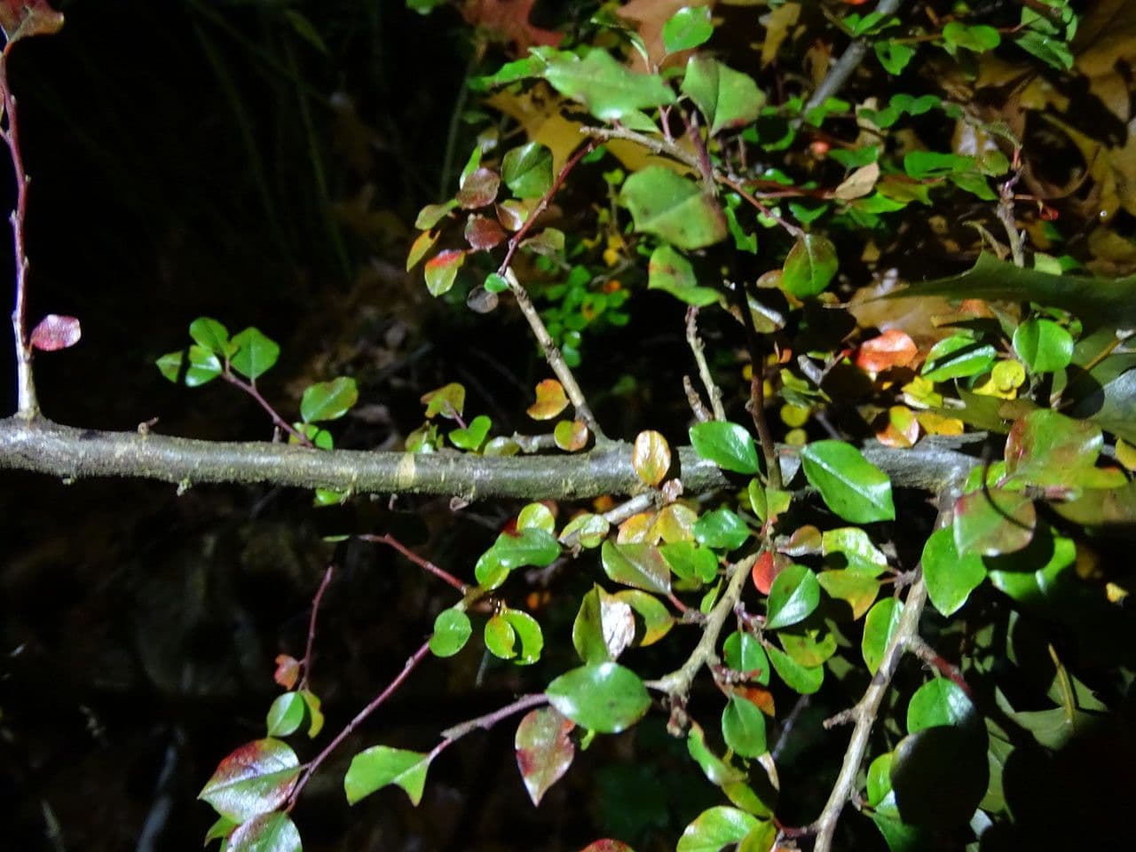 Cotoneaster 11