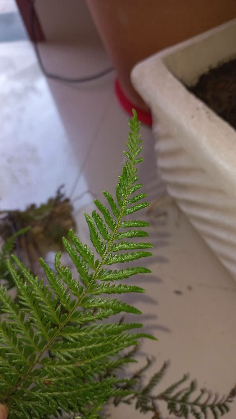 Pteris tremula 8