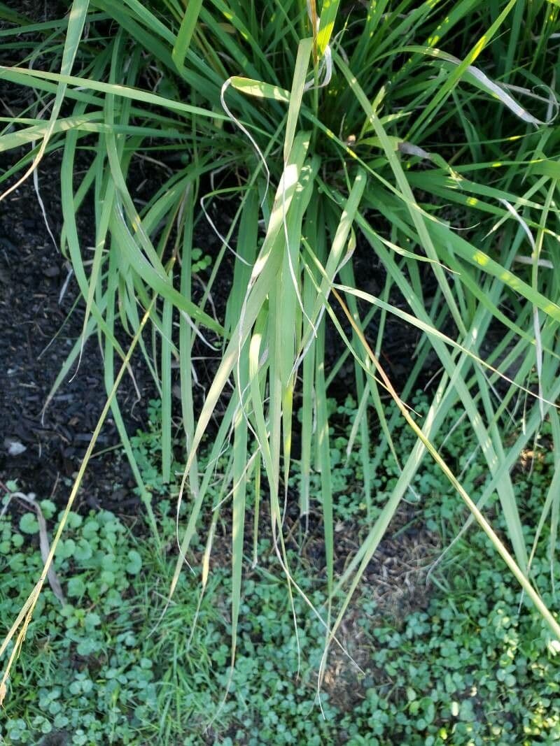 Sorghastrum nutans 20