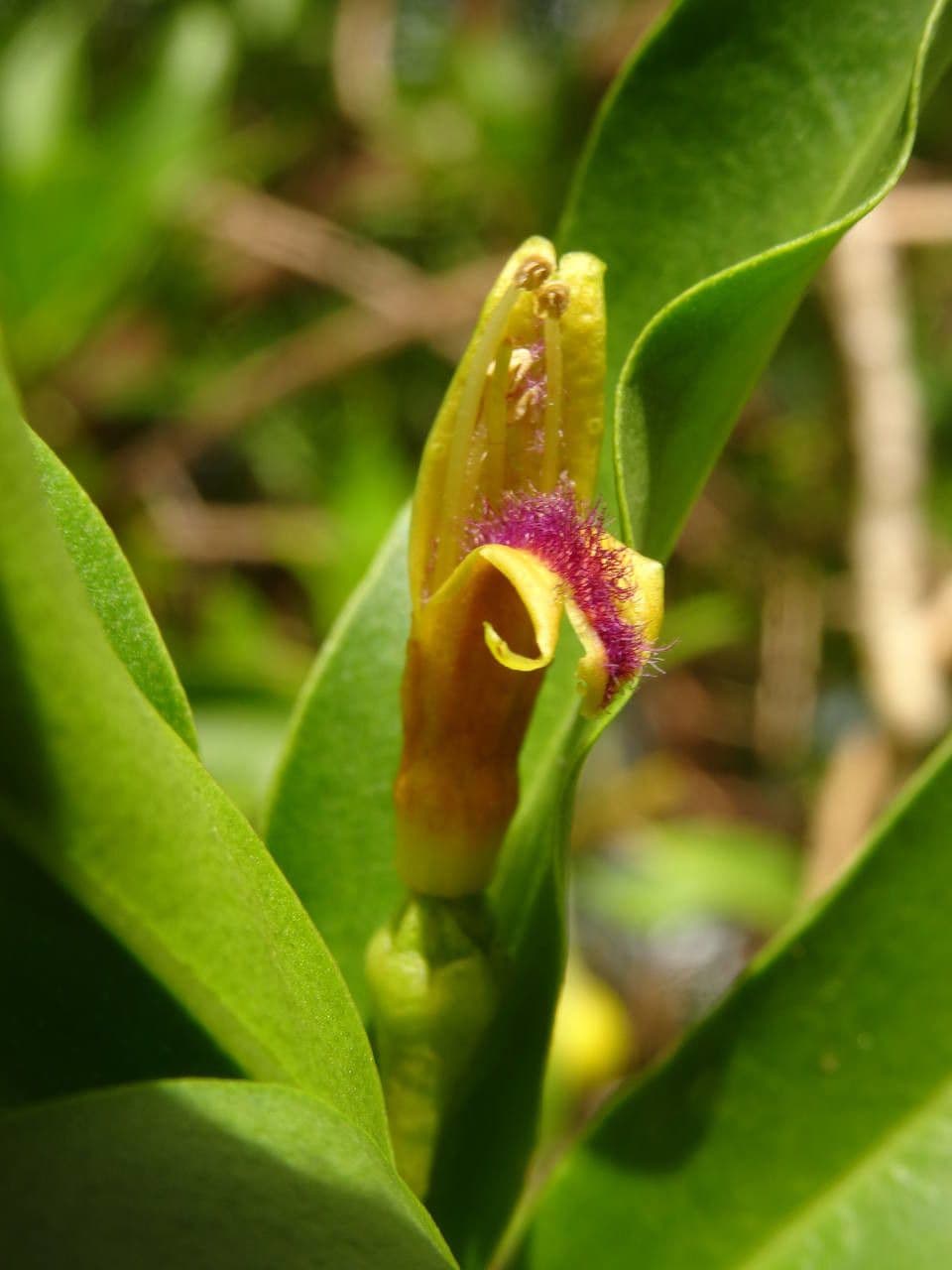 Bontia 8