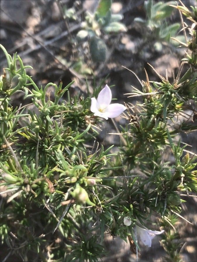 Stenaria nigricans 15