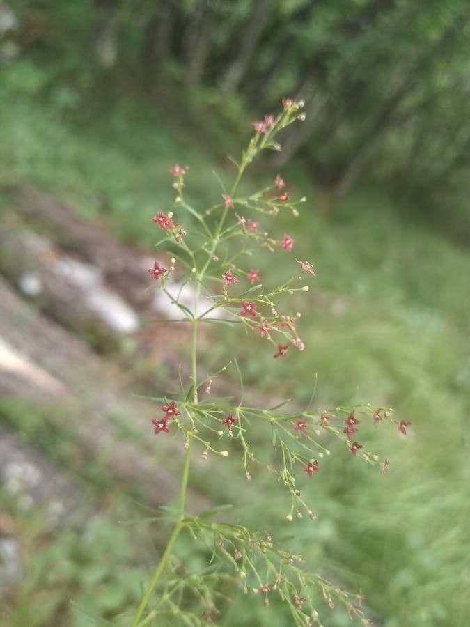 Asperula purpurea 4