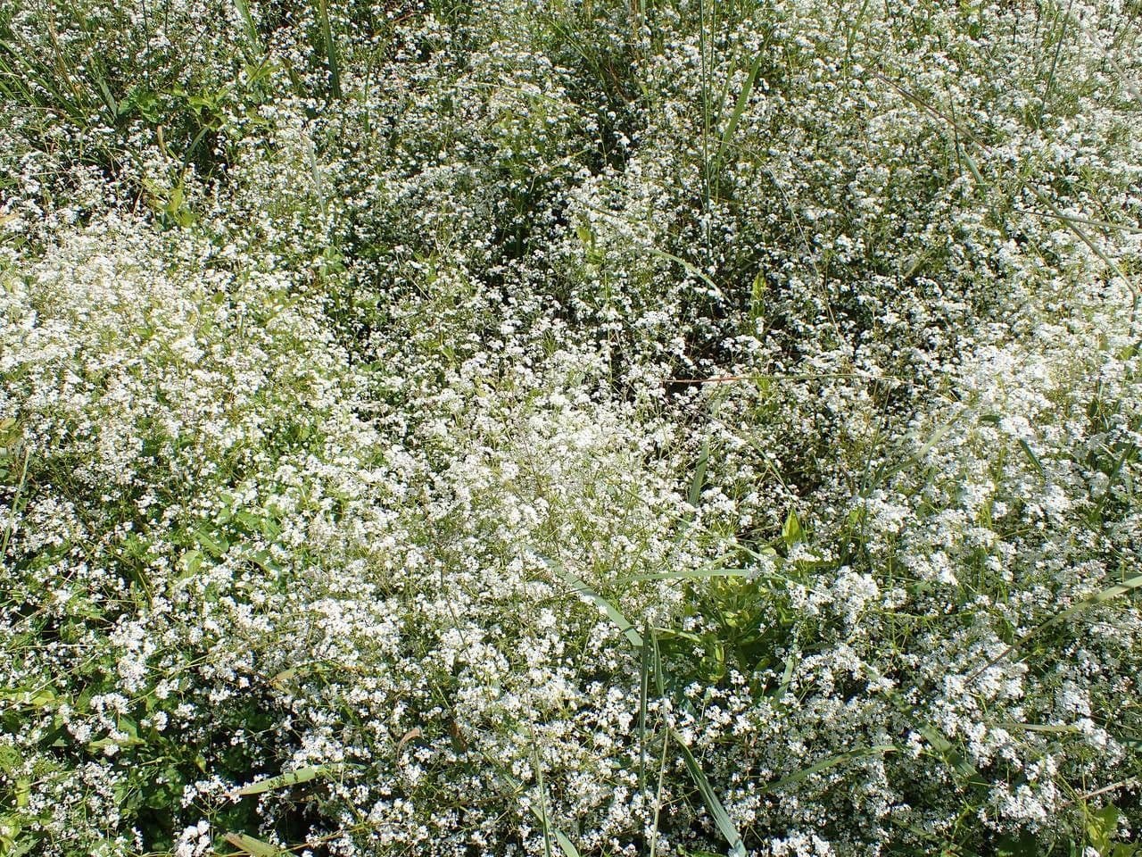Caglio allungato 10