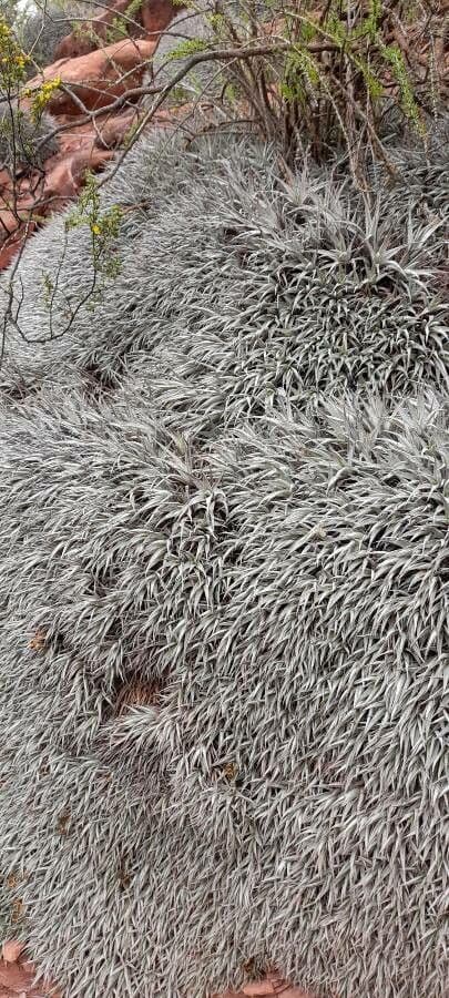 Deuterocohnia 5