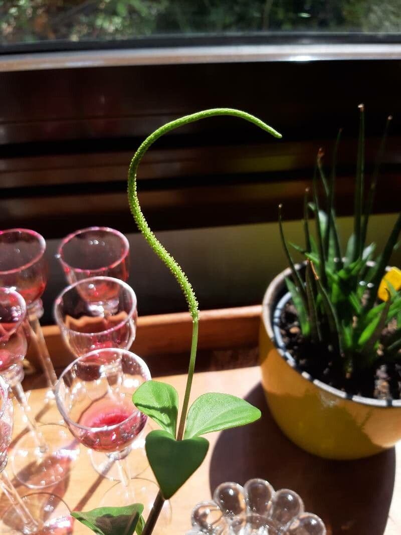 Peperomia glabra 3