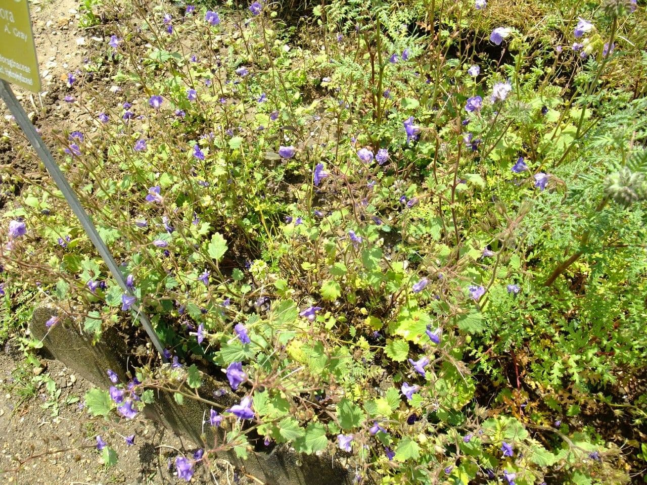 Großblütige Phacelia 14