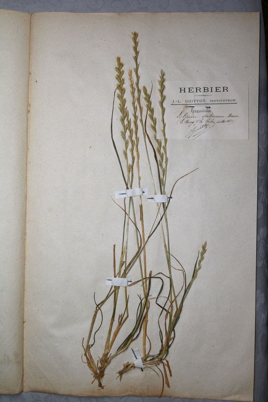 Jílek mnohokvětý 25