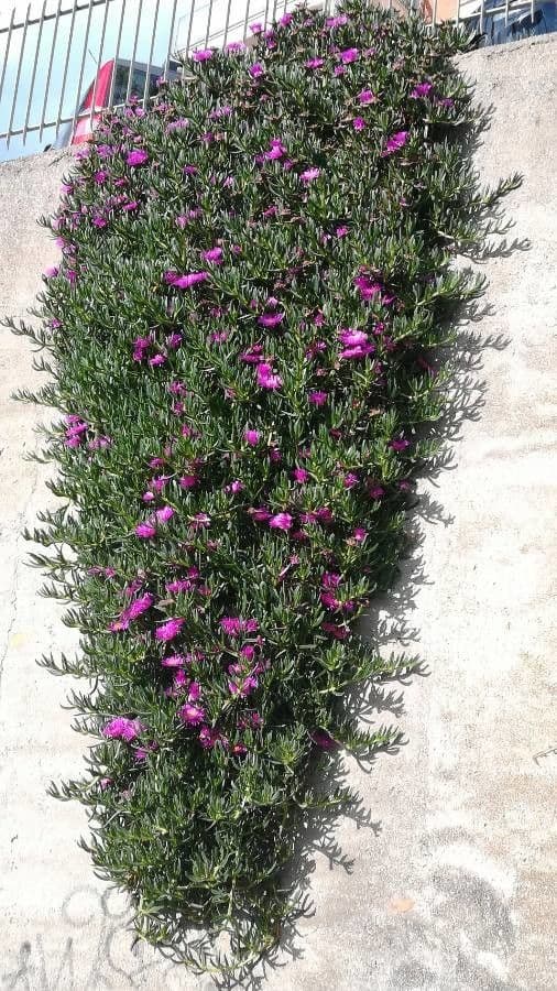 Fico degli Ottentotti 11