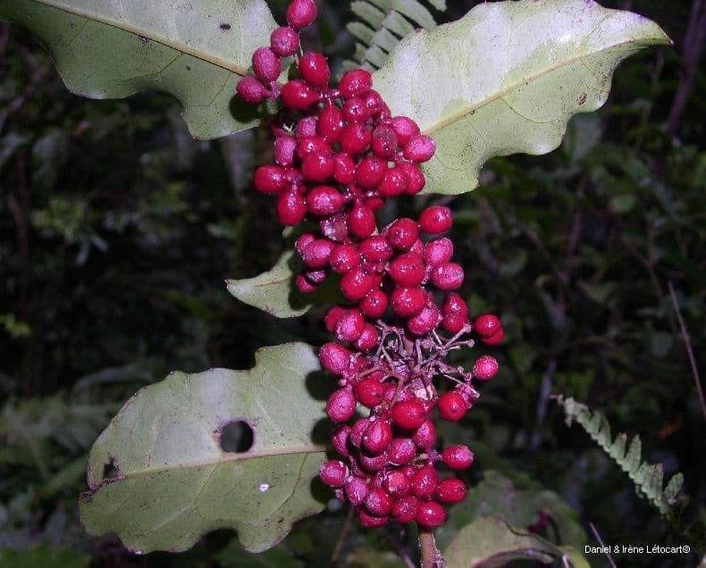 Amborella 3