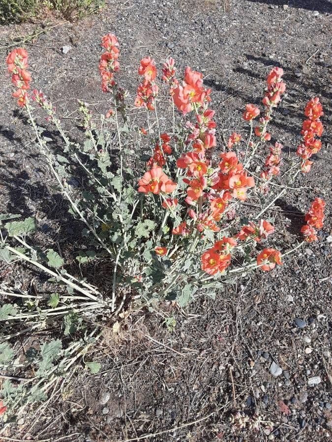 Sphaeralcea 16