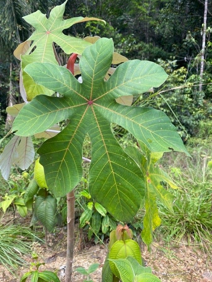 Cecropia 9