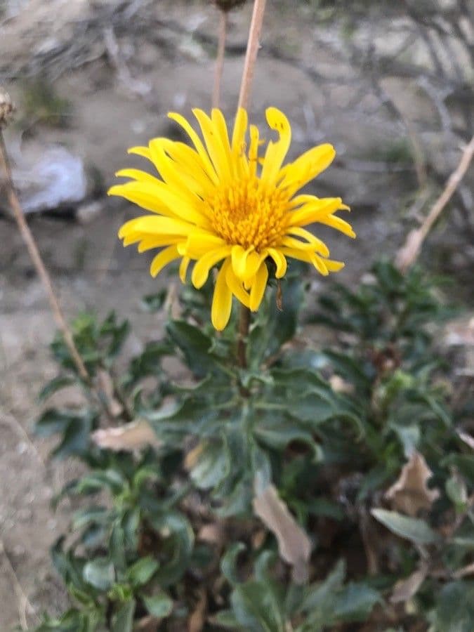 Grindelia chiloensis 5