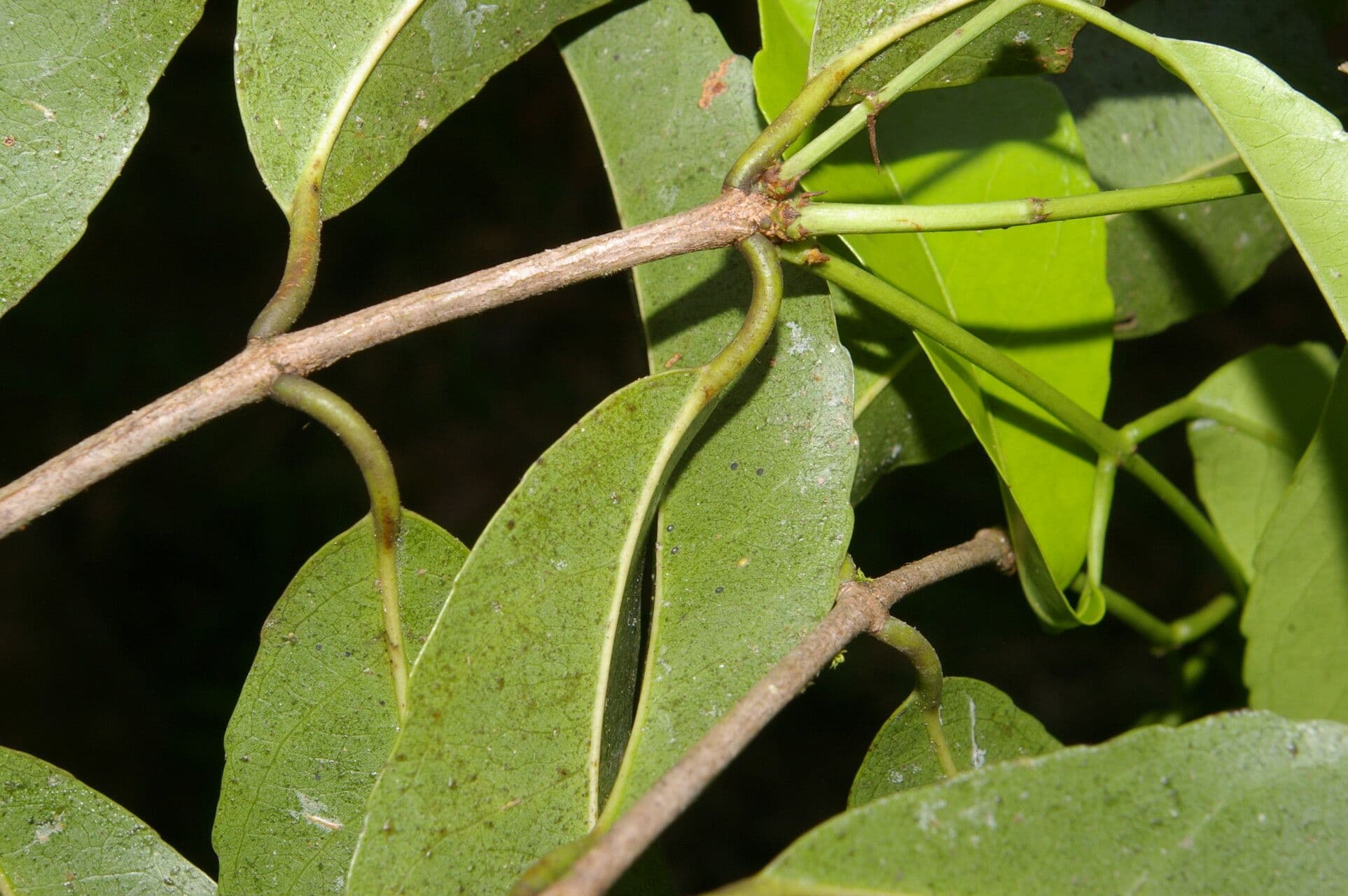 Hippocratea 13
