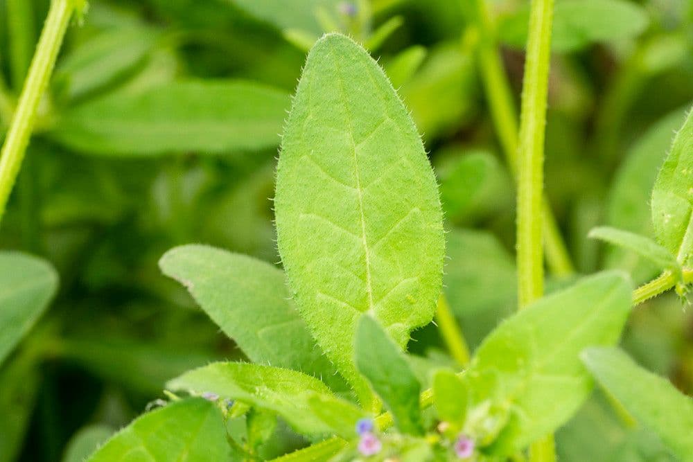Lappola aspera 20