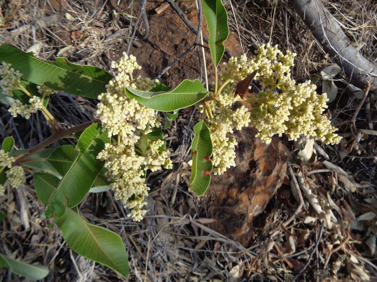 Ozoroa insignis 20