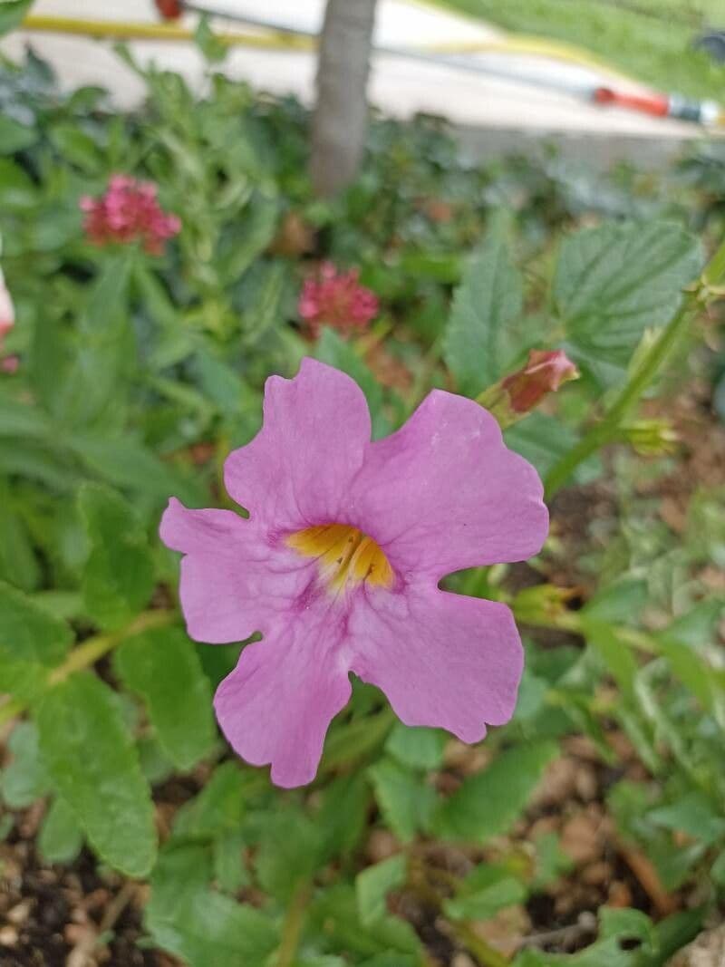 Fiore trombetta cinese 5