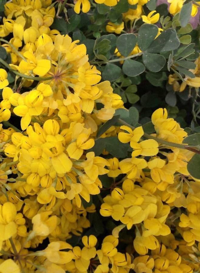 Coronilla valentina 10