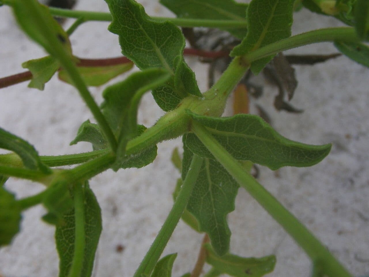 Heterotheca subaxillaris 17