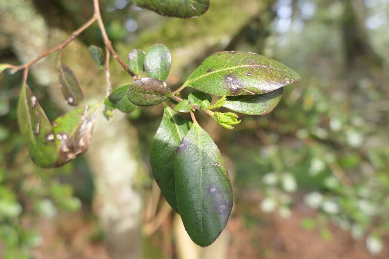 Azara 4