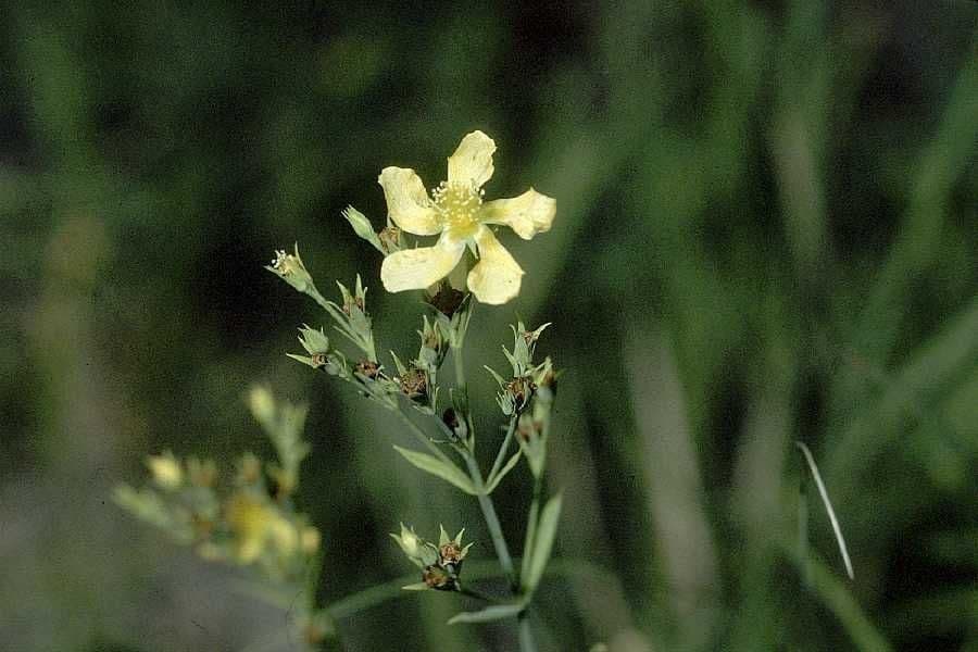 Ľubovník