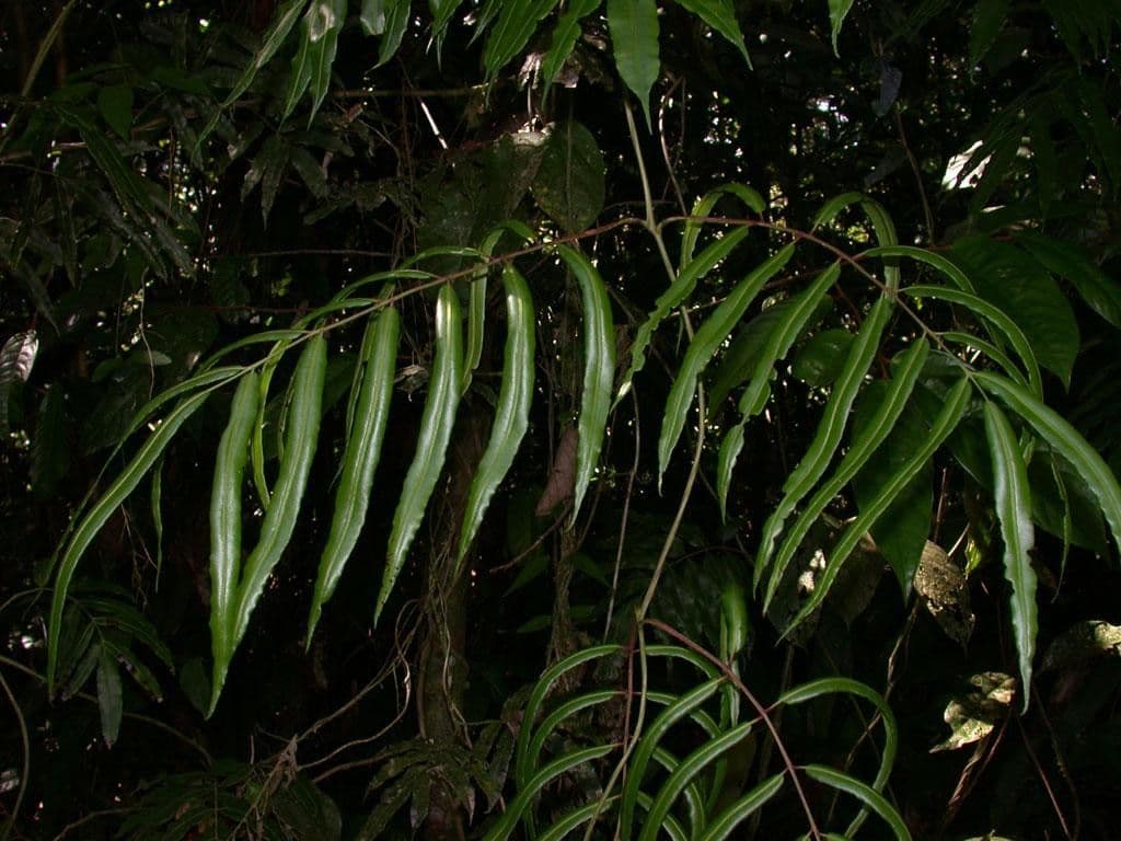 Salpichlaena 5