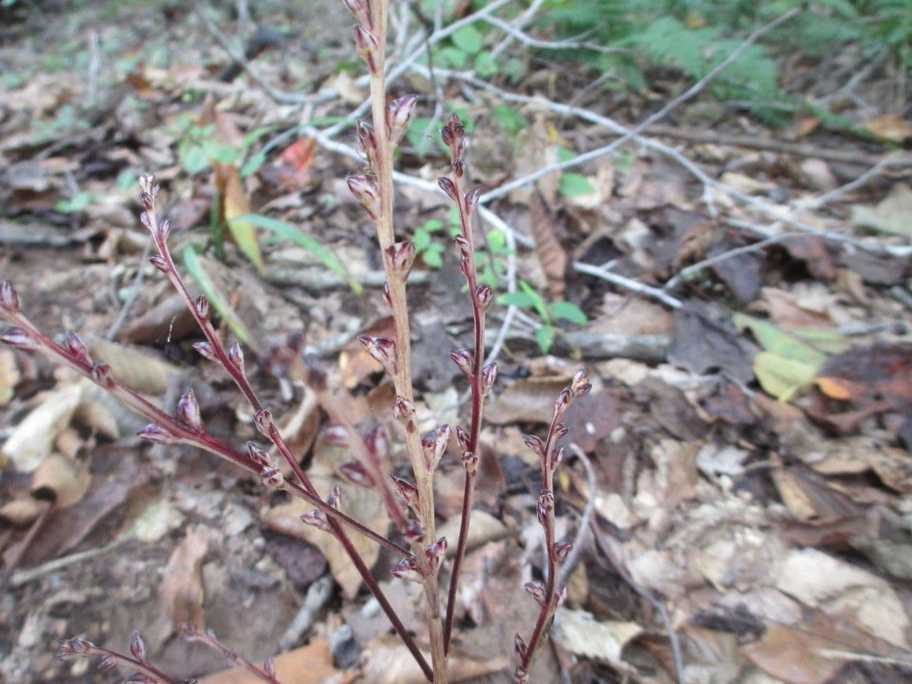 Epifagus virginiana 14