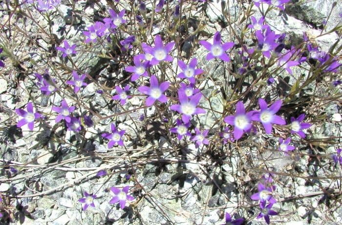 Githopsis 10