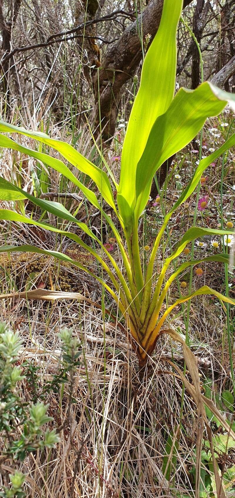 Cordyline mauritiana 20