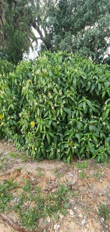 Noce di Malabar 9