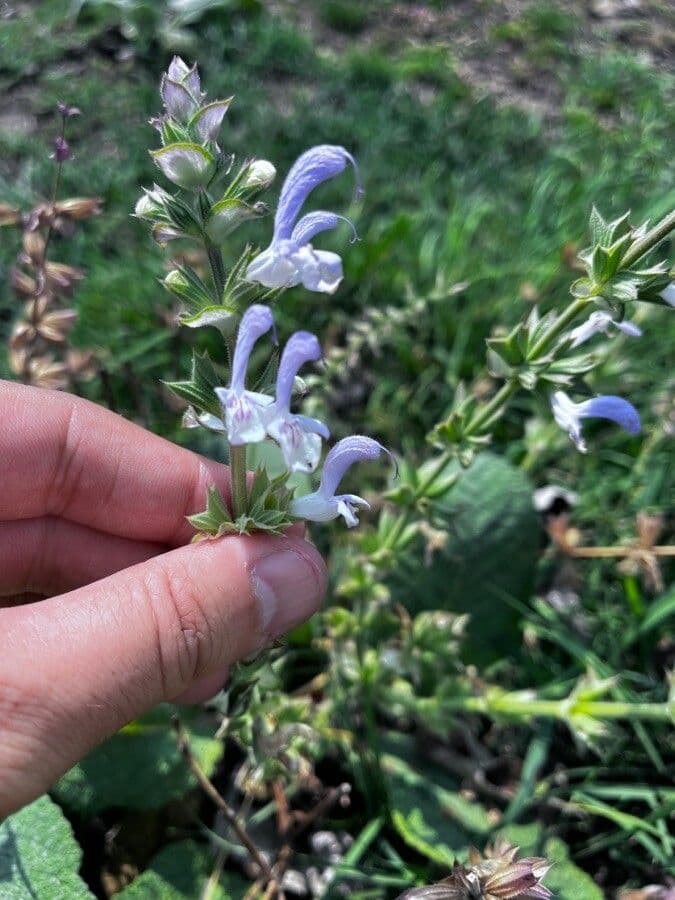 Salvia