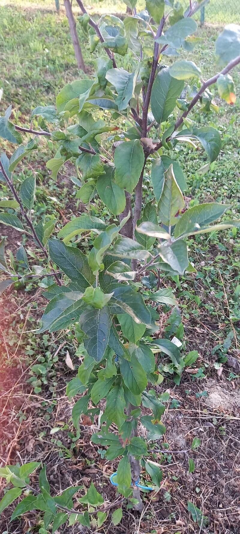 Anacua 6