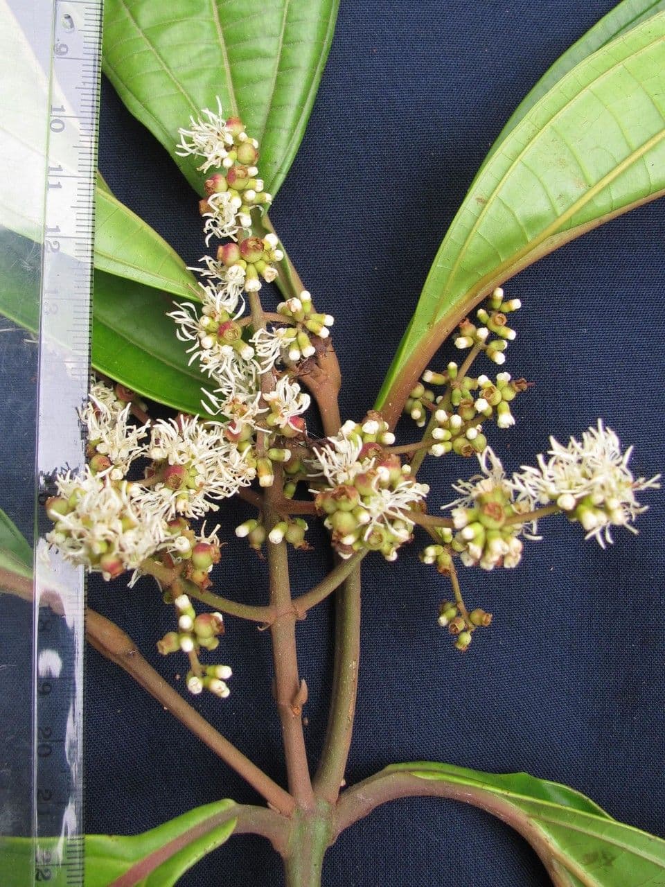 Miconia lonchophylla 11
