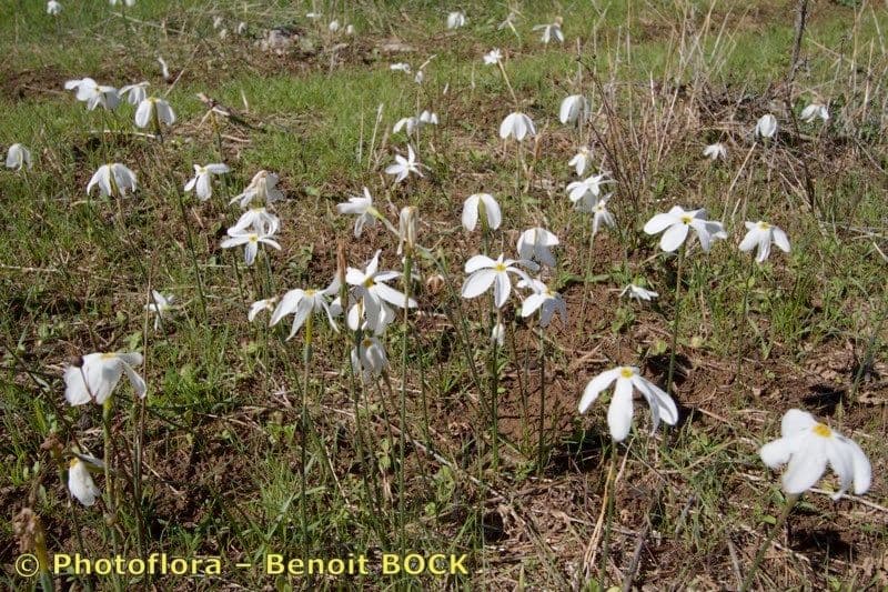 Narcisse d'automne 18