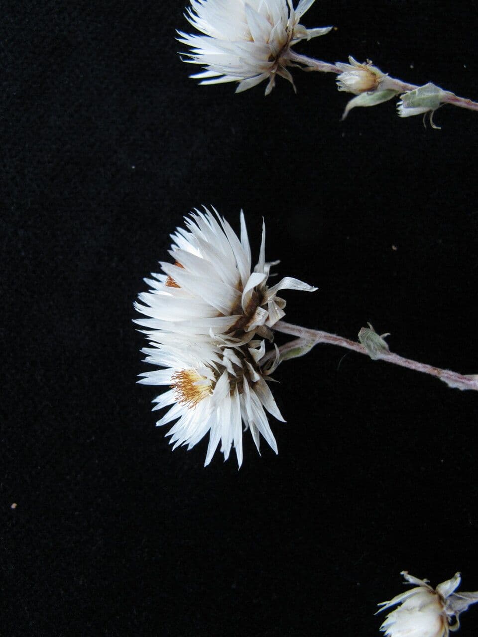 Anaphalioides 3