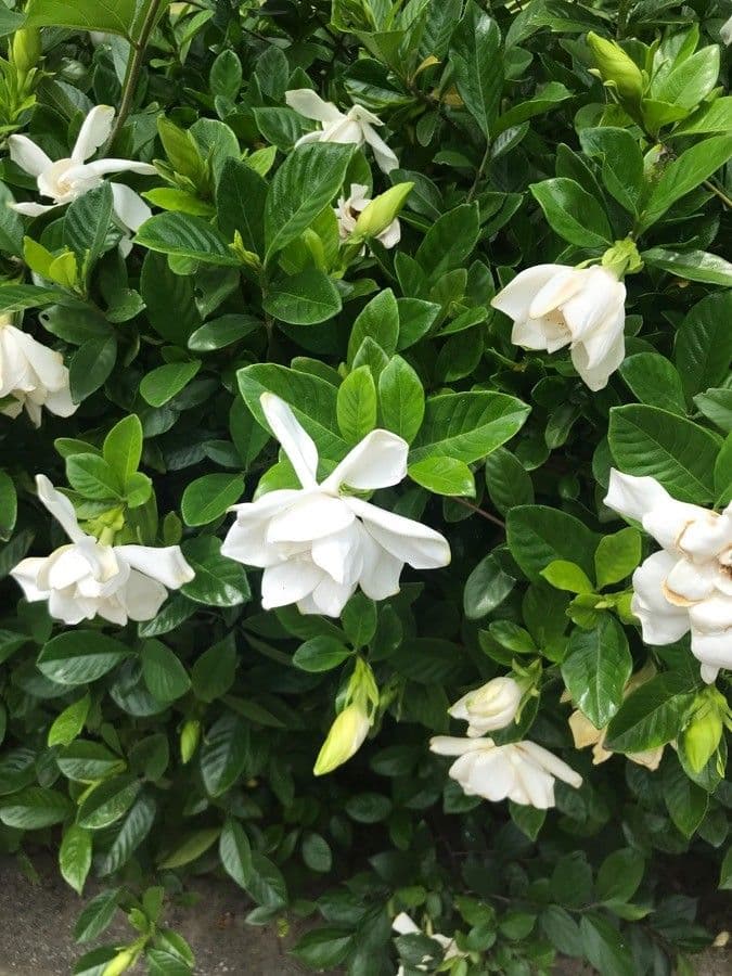 Gardenia 7