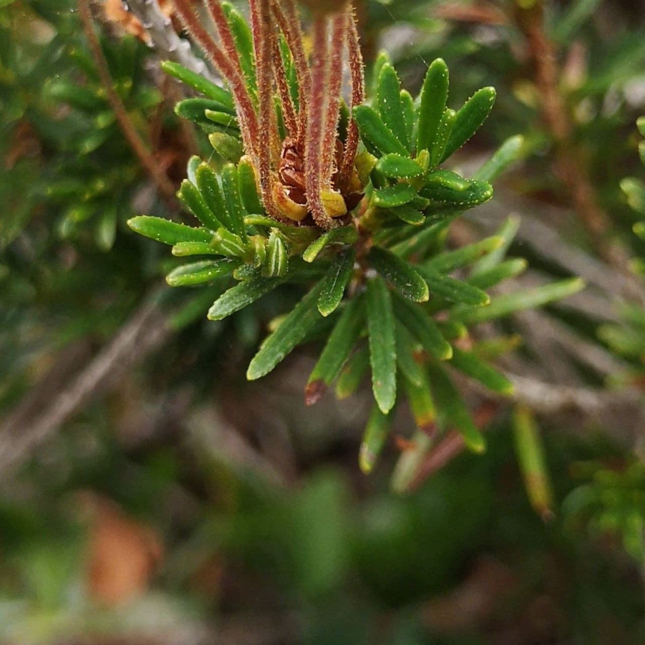 Phyllodoce rosata 13