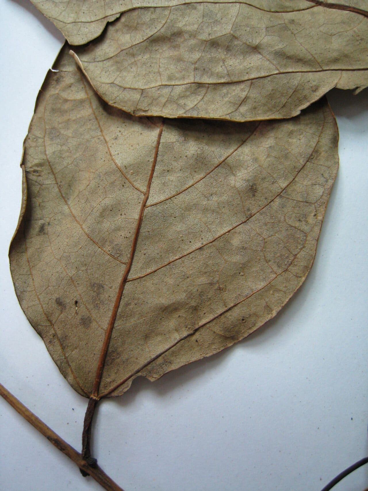 Erythrina bruna 25