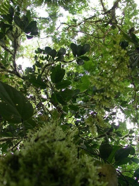 Caryodendron