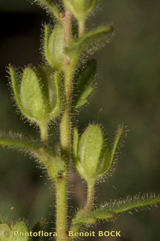 Veronica praecox 5