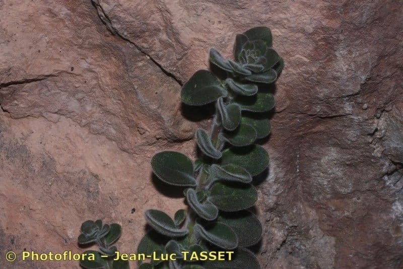 Antirrhinum molle 18